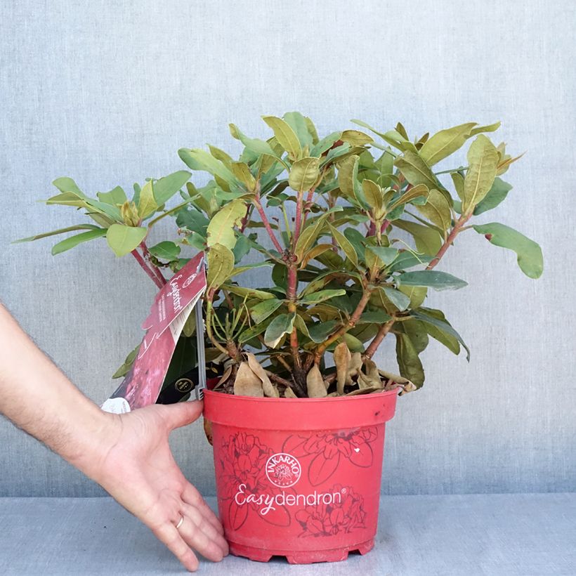 Amostra de Rhododendron yakushimanum Easydendron INKARHO Bohlken's Roter Stern Vaso de 4 L/5 L tal como entregue no verão