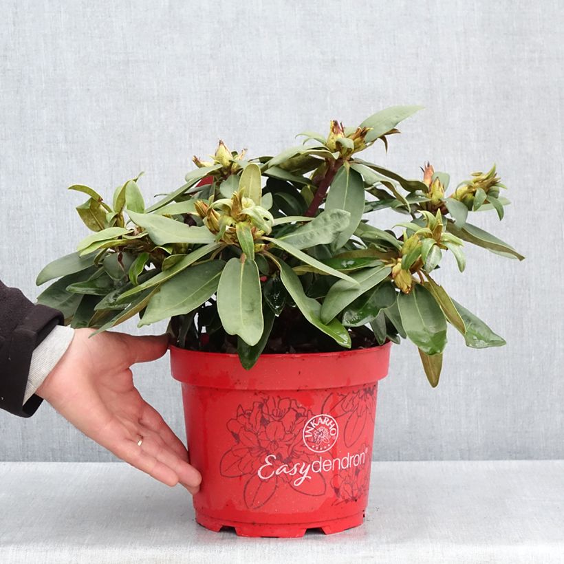 Amostra de Rhododendron yakushimanum Easydendron INKARHO Bohlken's Roter Stern Vaso de 4 L/5 L tal como entregue na primavera