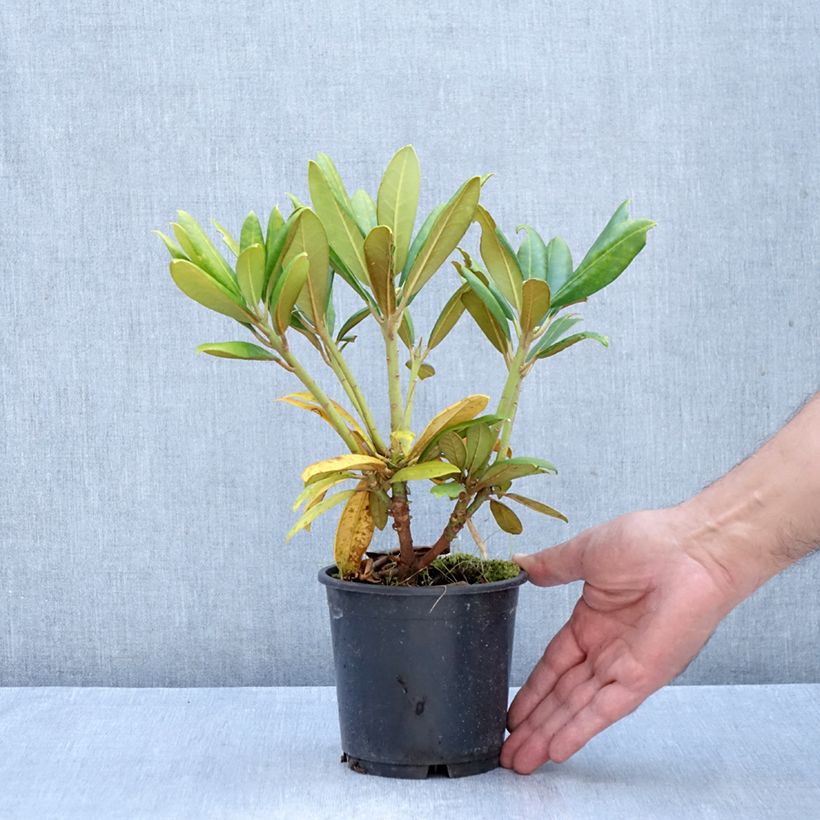 Amostra de Rhododendron yakushimanum Kalinka - Rododendro Anão Vaso de 12 cm/13 cm tal como entregue no outono