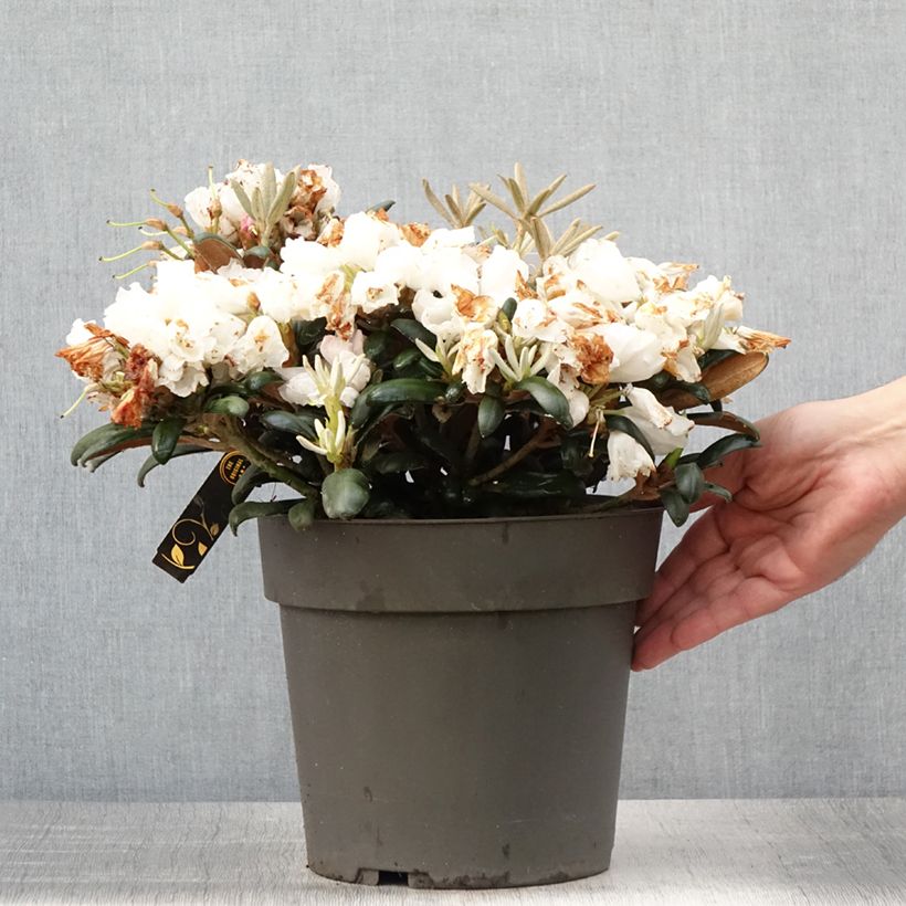 Amostra de Rhododendron yakushimanum Koichiro Wada - Rododendro Anão Vaso de 4 L/5 L tal como entregue no verão