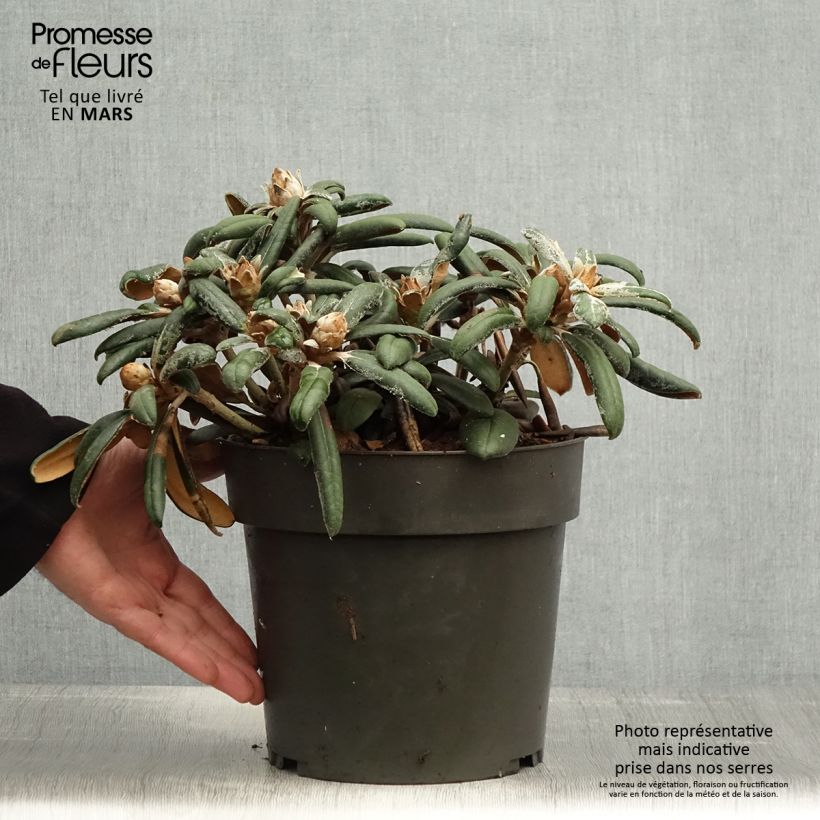 Amostra de Rhododendron yakushimanum Koichiro Wada - Rododendro Anão Vaso de 4 L/5 L tal como entregue na primavera