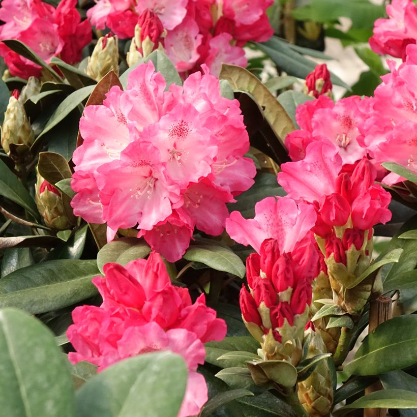 Rhododendron yakushimanum Morgenrot - Rododendro Anão (Floração)