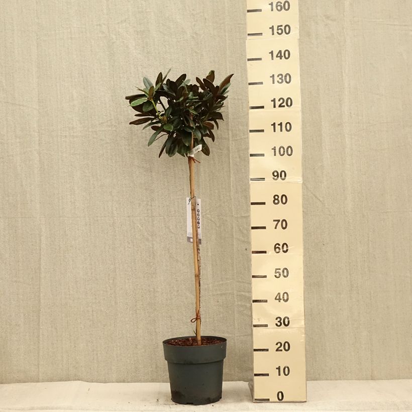 Amostra de Rhododendron yakushimanum Morgenrot - Rhododendron nain Pot de 7,5L/10L, Tige, Tige de 80 cm tal como entregue no outono