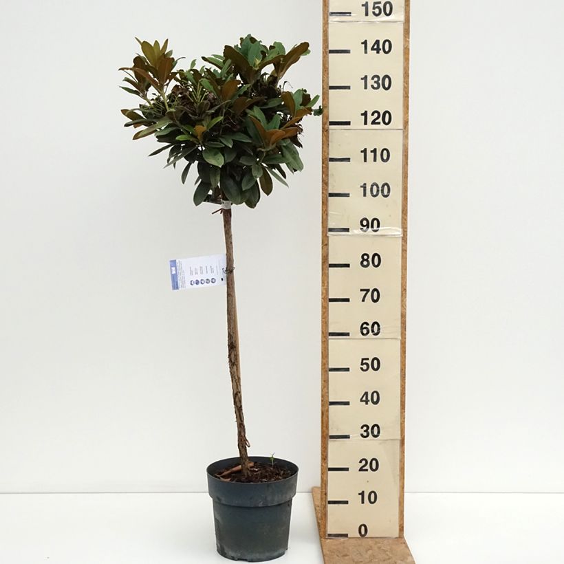 Amostra de Rhododendron yakushimanum Morgenrot - Rododendro Anão Vaso de 7,5 L/10 L, Haste tal como entregue no verão