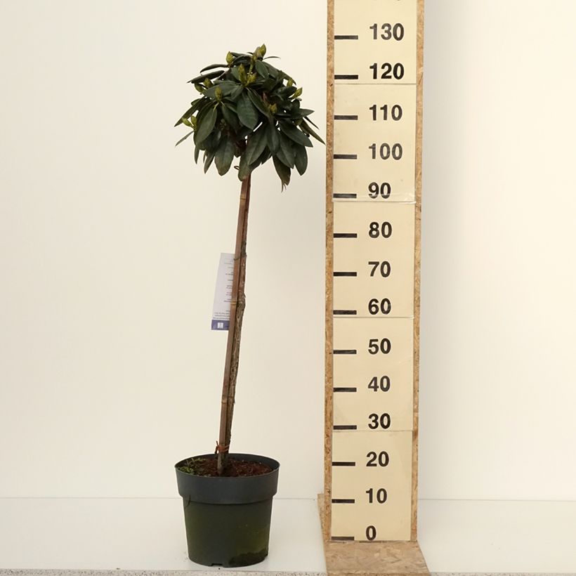 Amostra de Rhododendron yakushimanum Polaris - Rhododendron nain Vaso de 7,5 L/10 L tal como entregue no inverno