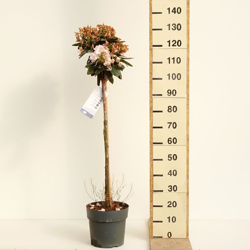 Amostra de Rhododendron yakushimanum Polaris - Rododendro Anão Vaso de 7,5 L/10 L, Haste tal como entregue na primavera