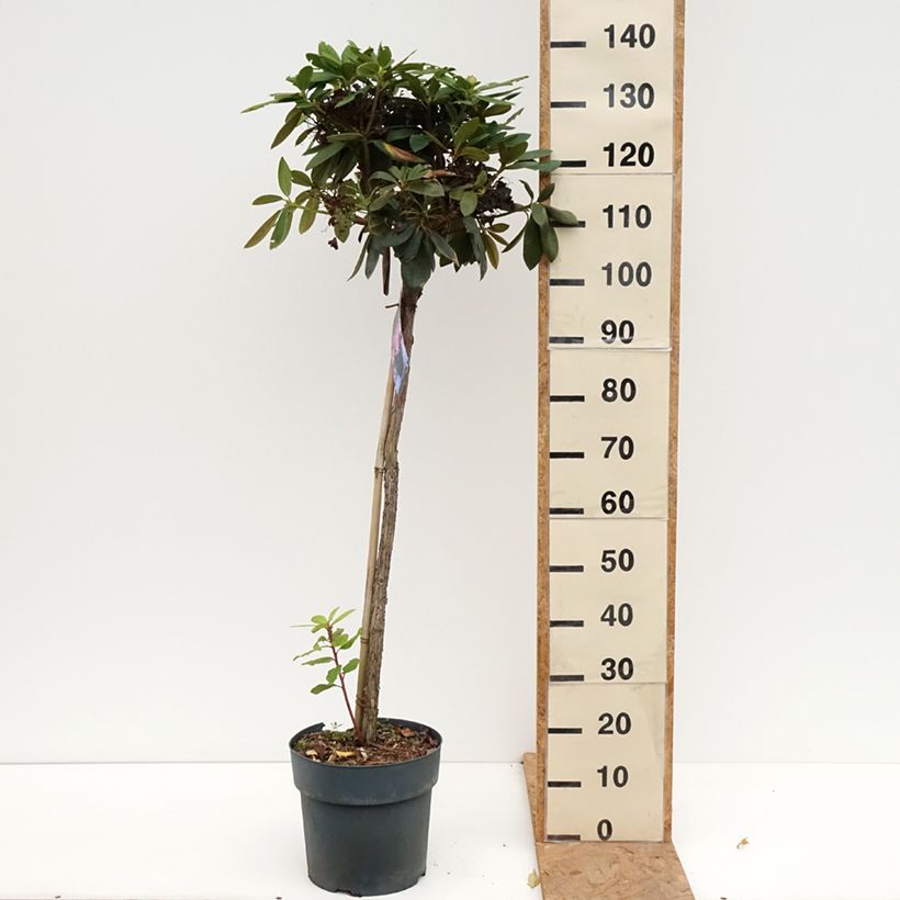 Amostra de Rhododendron yakushimanum Polaris - Rododendro Anão Vaso de 7,5 L/10 L, Haste tal como entregue no outono