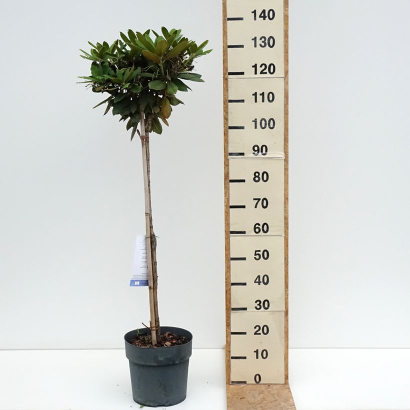 Amostra de Rhododendron yakushimanum Polaris - Rododendro Anão Vaso de 7,5 L/10 L, Haste tal como entregue no verão
