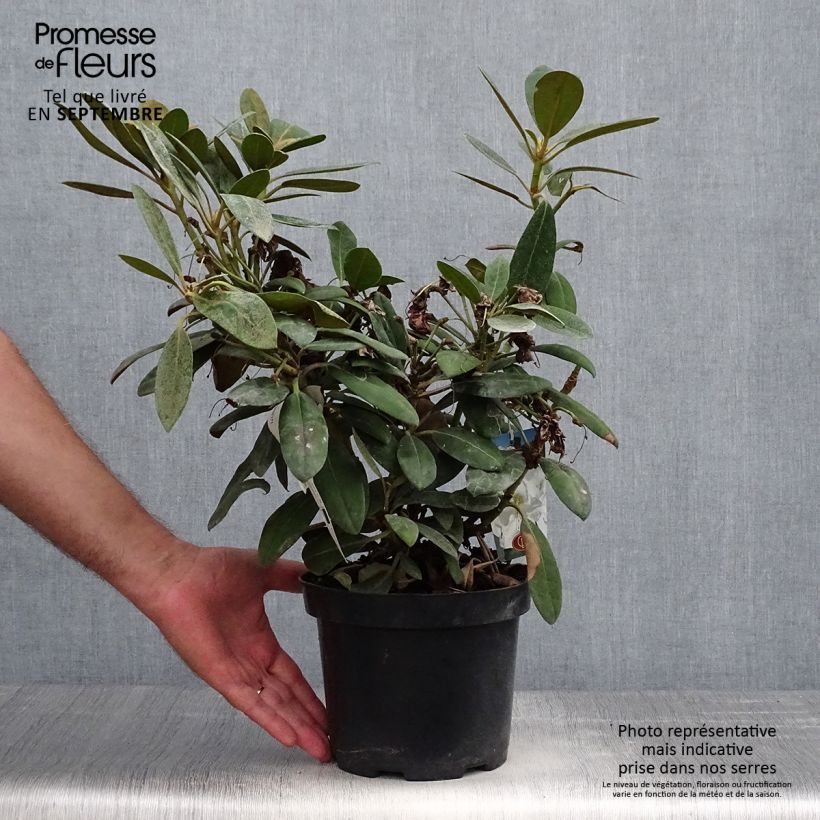 Amostra de Rhododendron yakushimanum Porzellan - Rododendro Anão Vaso de 3 L/4 L tal como entregue no outono
