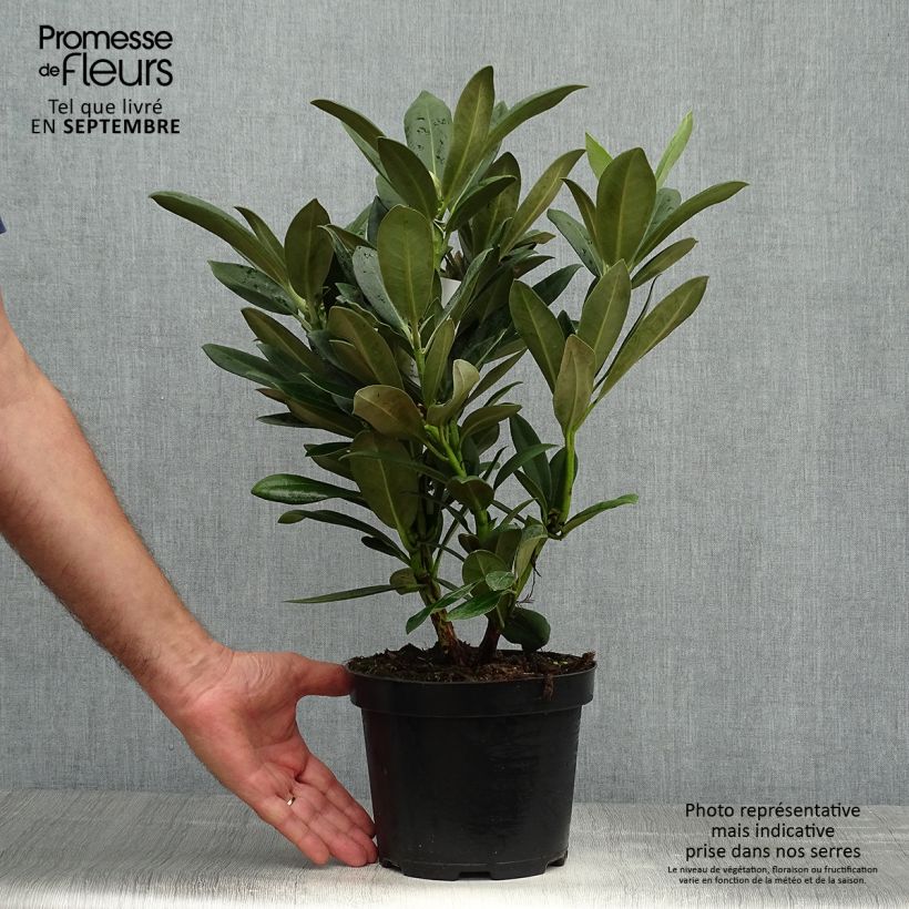 Amostra de Rhododendron yakushimanum Sneezy Vaso de 2 L/3 L tal como entregue no outono