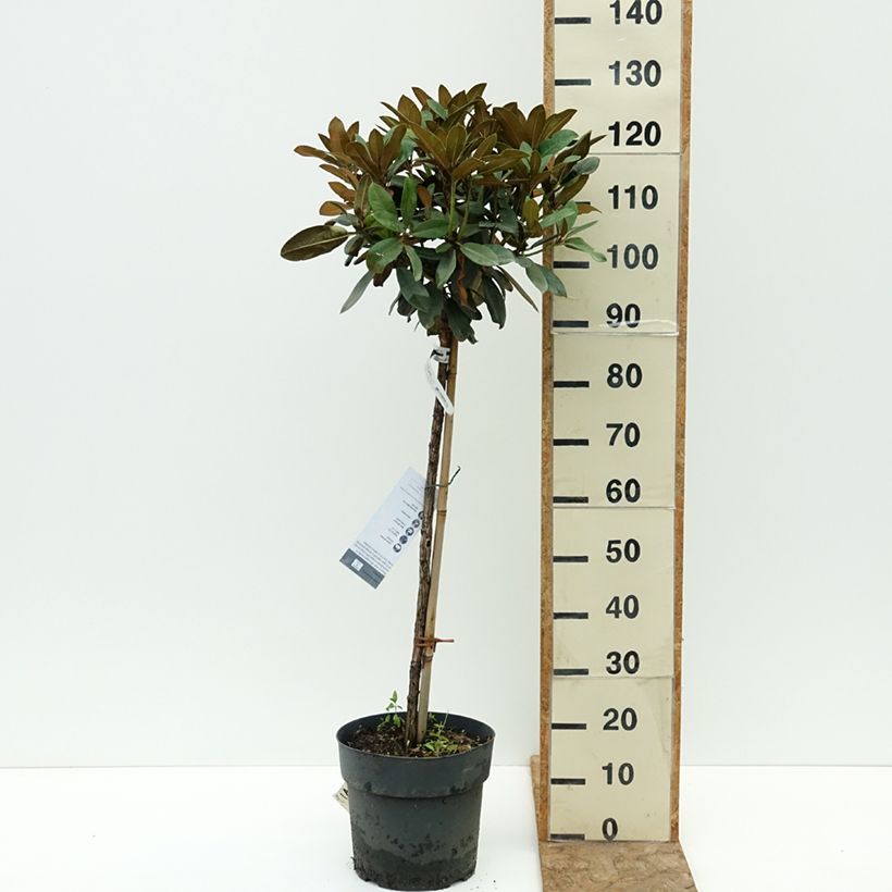 Amostra de Rhododendron yakushimanum Tina Heinje - Rododendro Anão Vaso de 7,5 L/10 L, Haste tal como entregue no verão
