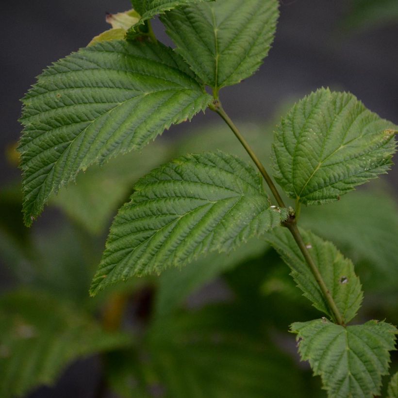 Rhodotypos scandens (Folhagem)