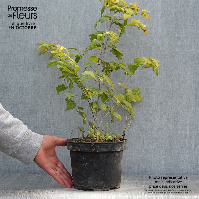 Amostra de Rhodotypos scandens Vaso de 3 L/4 L tal como entregue no outono