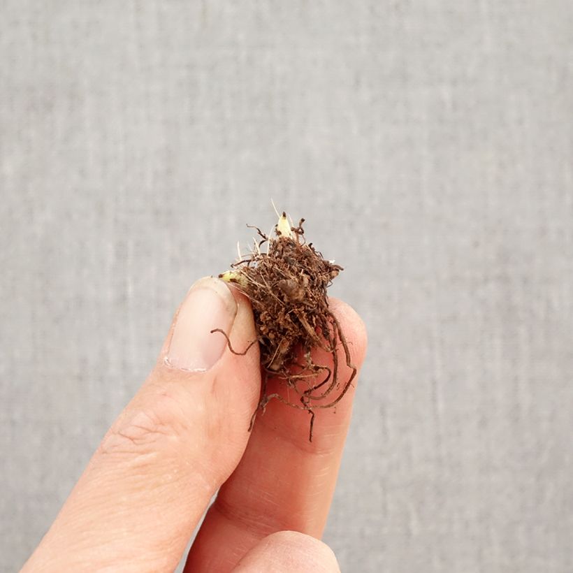 Amostra de <i>Rhodoxis</i> 'Abigail' Bulbo Calibre I tal como entregue na primavera