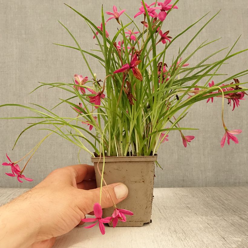 Amostra de Rhodoxis hybride Beverly - Rhodohypoxis Godet de 8/9 cm tal como entregue no verão