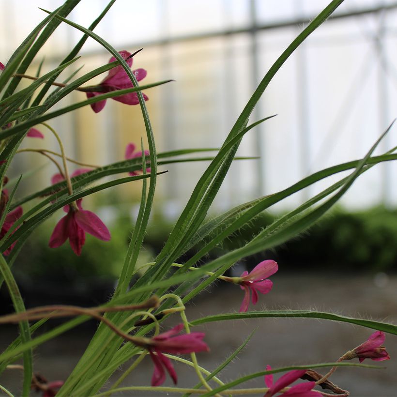 Rhodoxis hybride Beverly (Folhagem)