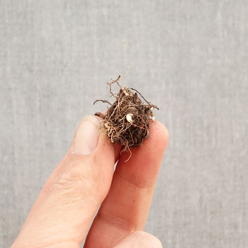 Amostra de Rhodoxis 'Red Alert' Bulbo Calibre I tal como entregue na primavera