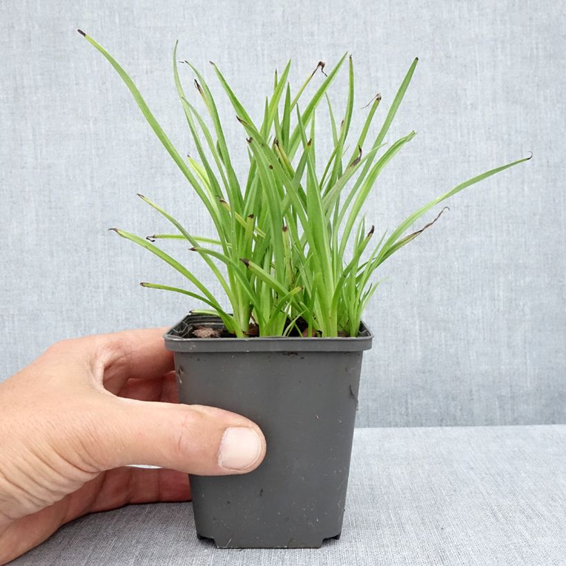 Amostra de Rhodoxis Summer Stars Peppermint Vaso de 8/9 cm tal como entregue no verão