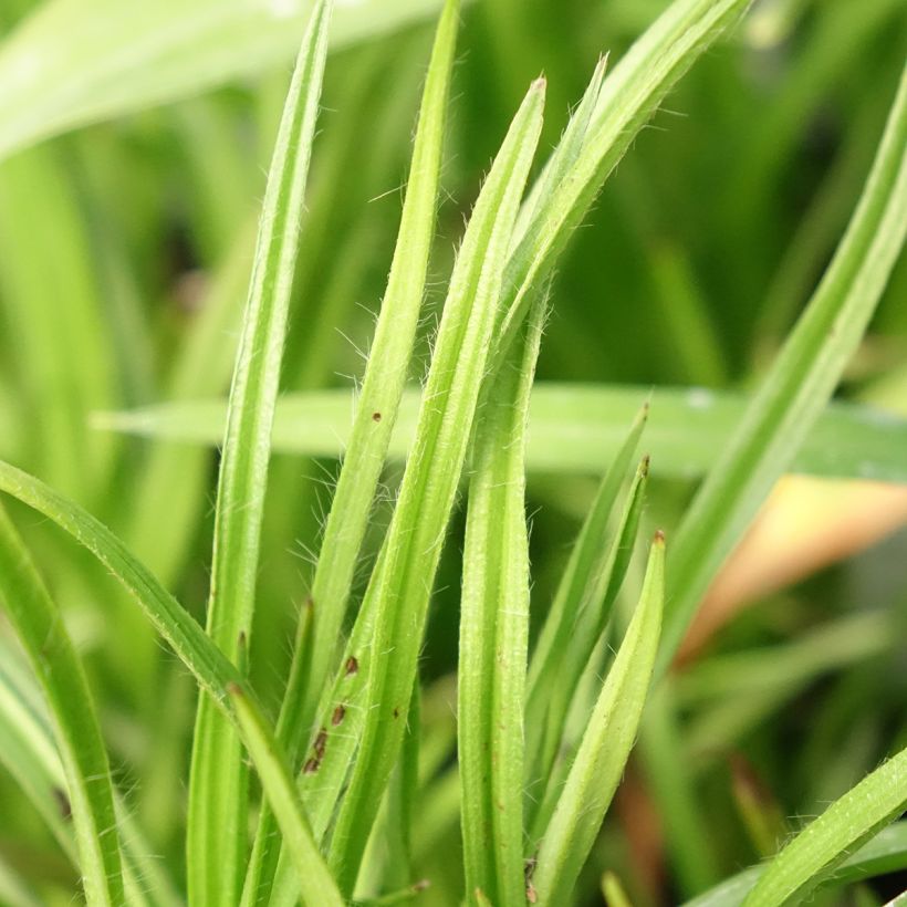 Rhodoxis Summer Stars Peppermint (Folhagem)