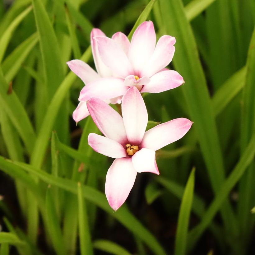 Rhodoxis Summer Stars Peppermint (Floração)