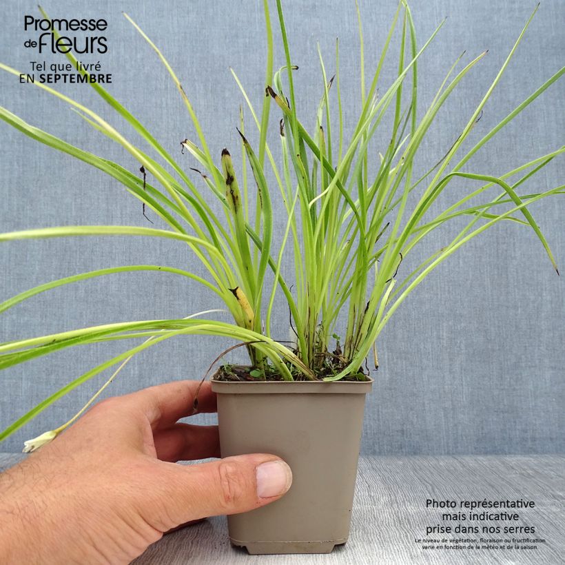 Amostra de Rhodoxis Summer Stars Peppermint Godet de 8/9 cm tal como entregue no outono