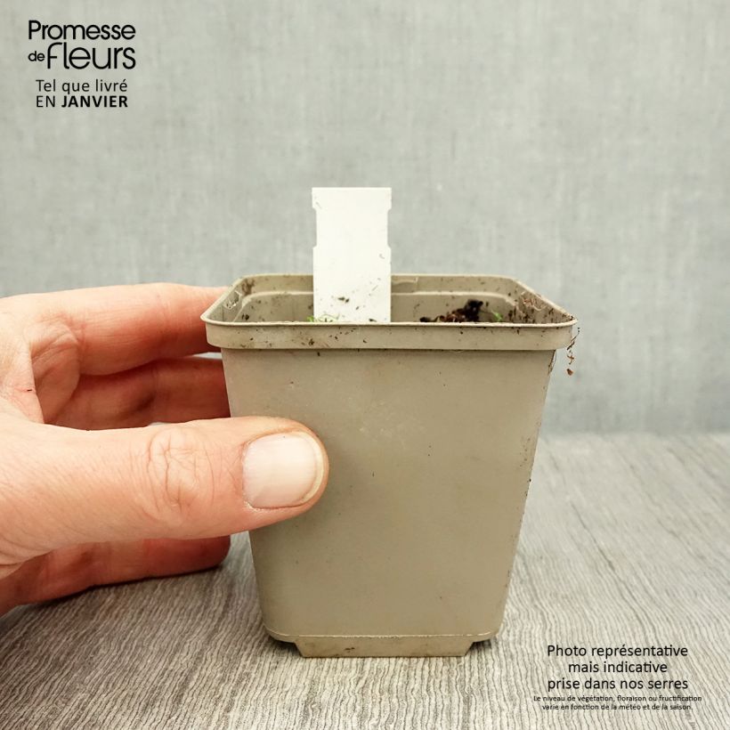 Amostra de Rhodoxis Summer Stars Peppermint Godet de 8/9 cm tal como entregue no inverno