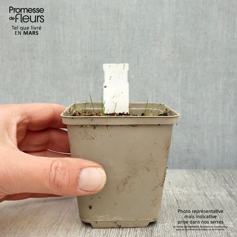 Amostra de Rhodoxis Summer Stars Peppermint Vaso de 8/9 cm tal como entregue na primavera