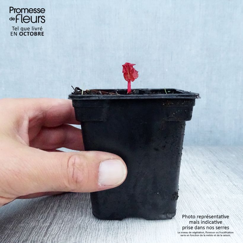 Amostra de Ruibarbo Bio com Nervuras - Rhubarb des Jardins Vaso de 8/9 cm tal como entregue no outono