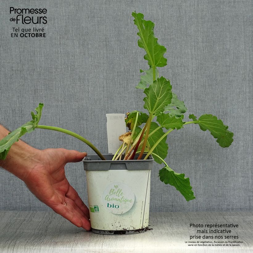 Amostra de Ruibarbo Bio com Nervuras - Rhubarb des Jardins Vaso de 1 L/1,5 L tal como entregue no outono