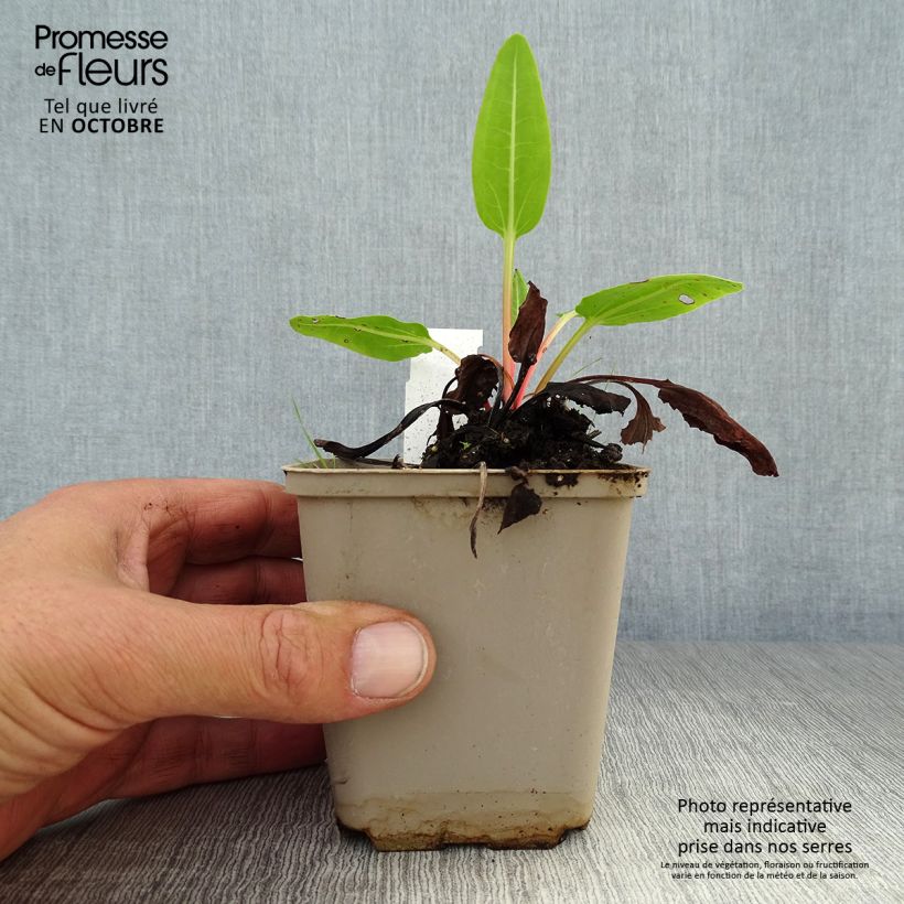 Amostra de Rheum alexandrae Vaso de 8/9 cm tal como entregue no outono