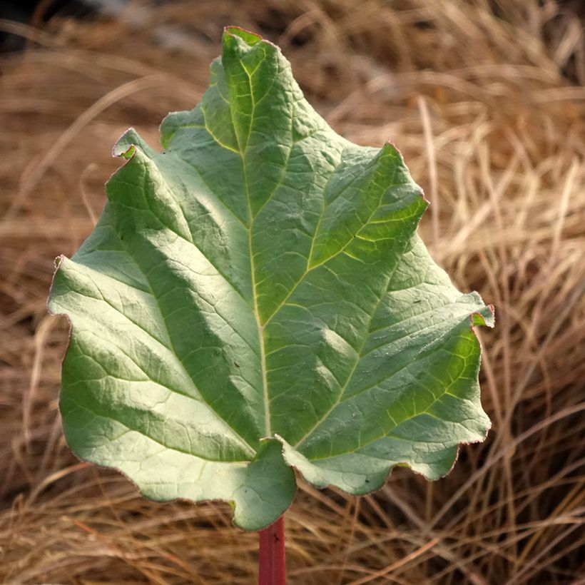 Rheum rhabarbarum Victoria (Folhagem)