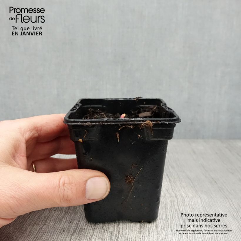 Amostra de Rheum rhabarbarum Victoria Vaso de 8/9 cm tal como entregue no inverno