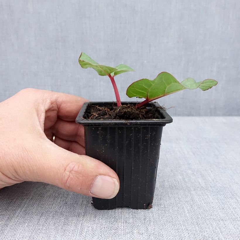 Amostra de Rheum rhabarbarum Victoria Vaso de 8/9 cm tal como entregue na primavera