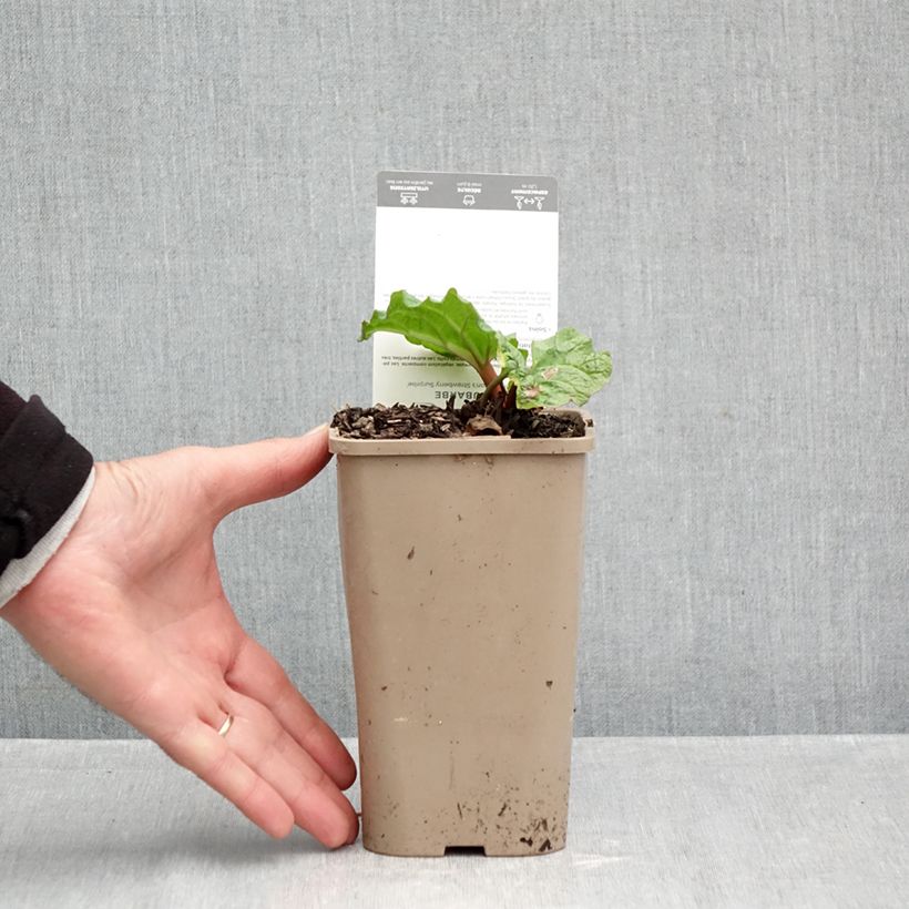 Amostra de Ruibarbo Fultons Strawberry Surprise Vaso de 1 L/1,5 L tal como entregue no outono