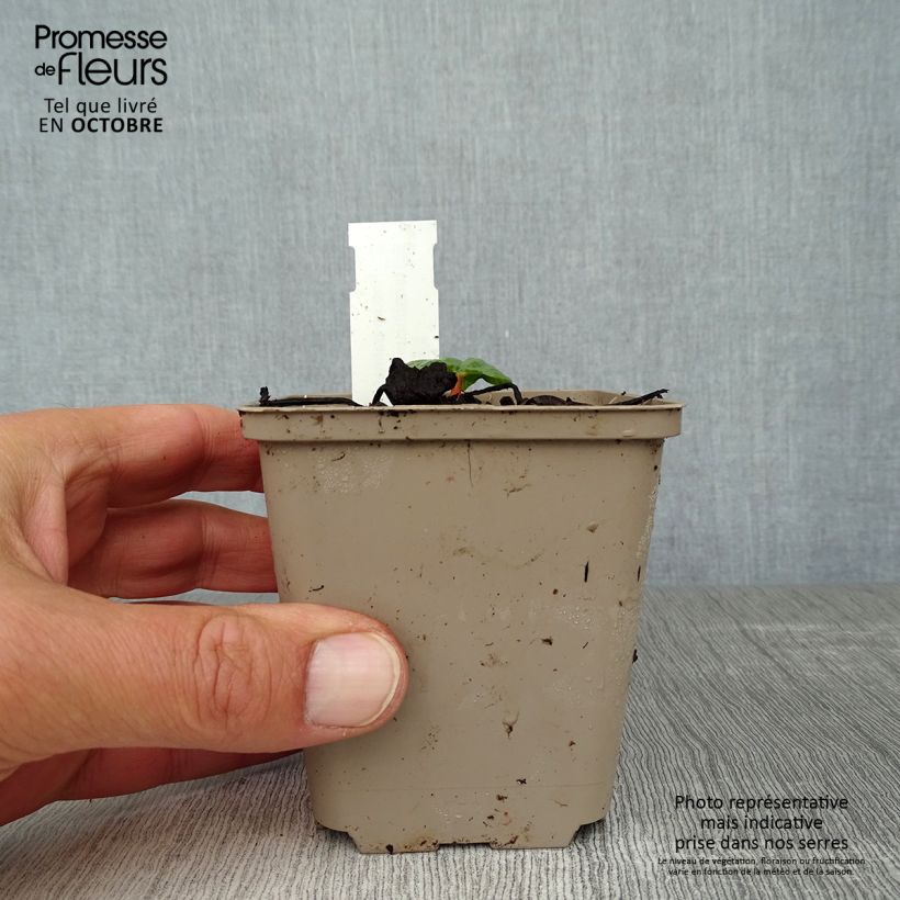 Amostra de Rheum palmatum var. tanguticum Vaso de 8/9 cm tal como entregue no outono