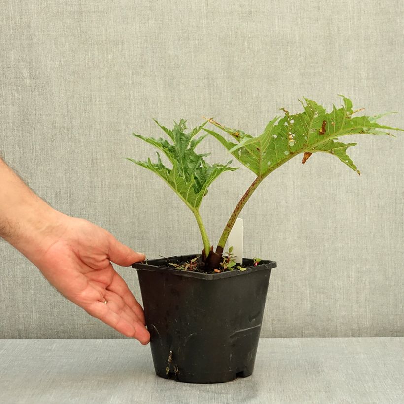 Amostra de Rheum palmatum var. tanguticum Vaso de 2 L/3 L tal como entregue no verão