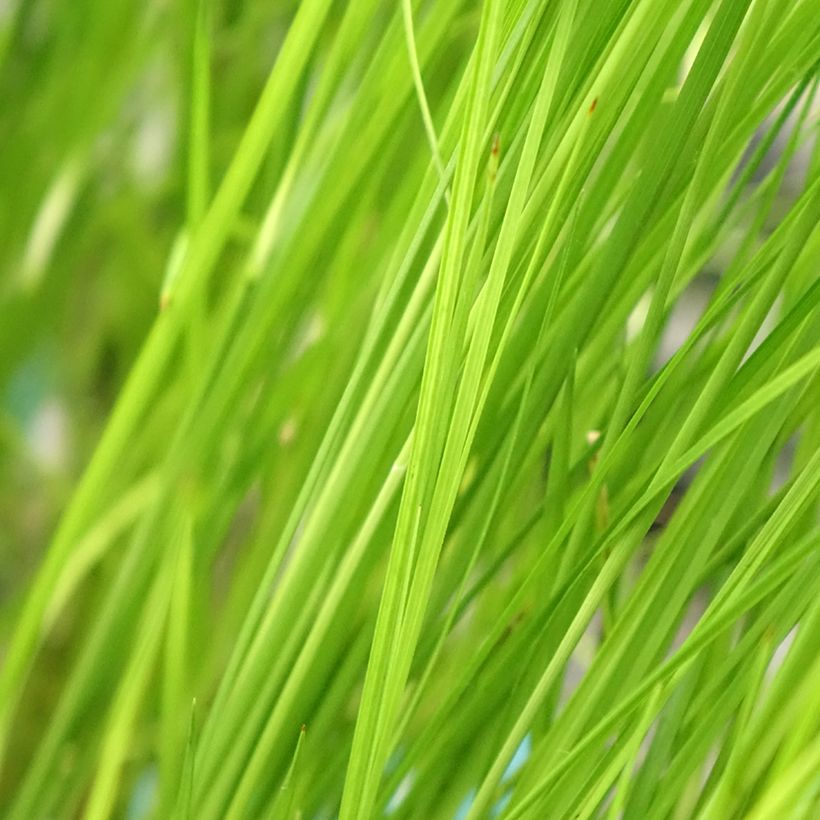 Rhynchospora colorata (Folhagem)