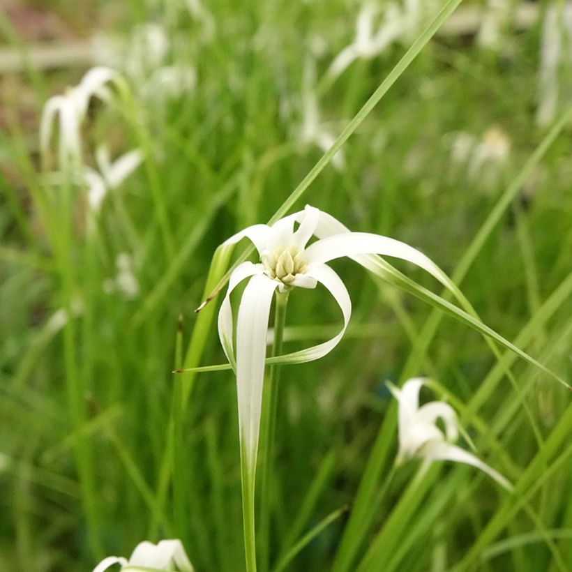 Rhynchospora colorata (Floração)