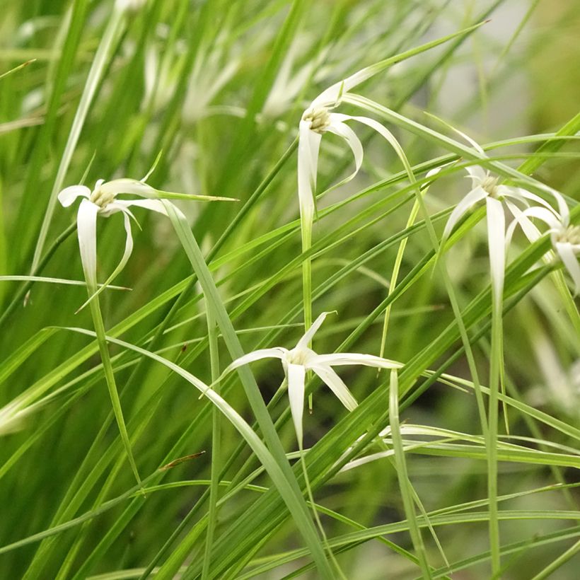Rhynchospora colorata (Hábito)