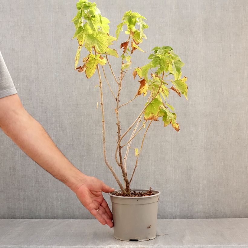 Amostra de Ribes americanum Variegatum Vaso de 3 L/4 L tal como entregue no verão
