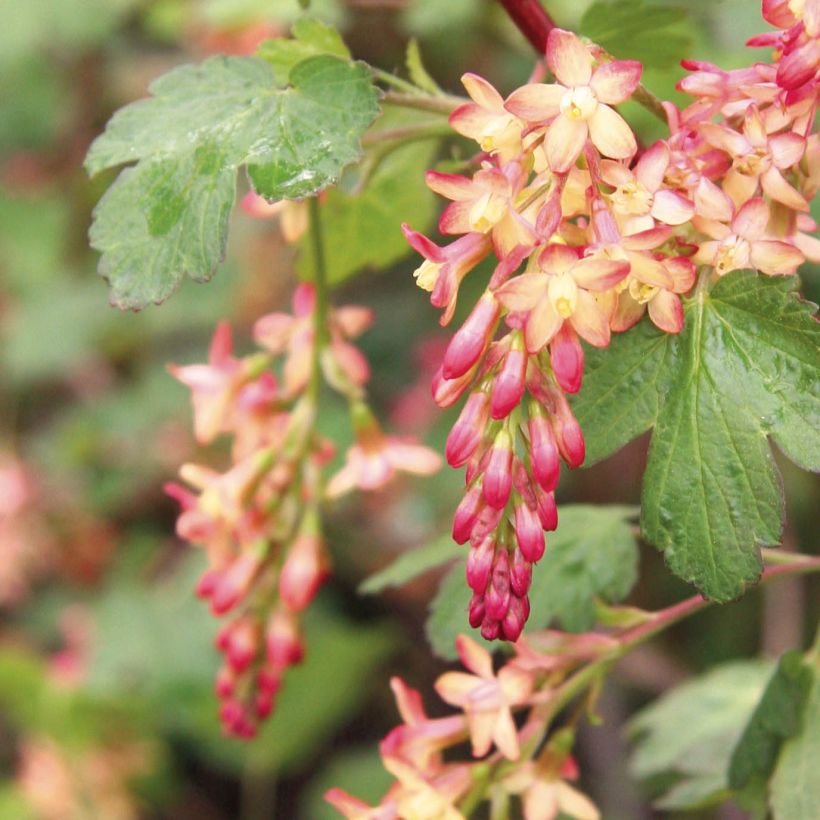 Ribes gordonianum (Floração)