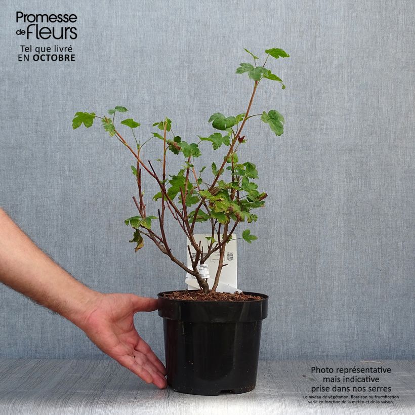 Amostra de Ribes gordonianum Vaso de 3 L/4 L tal como entregue no outono