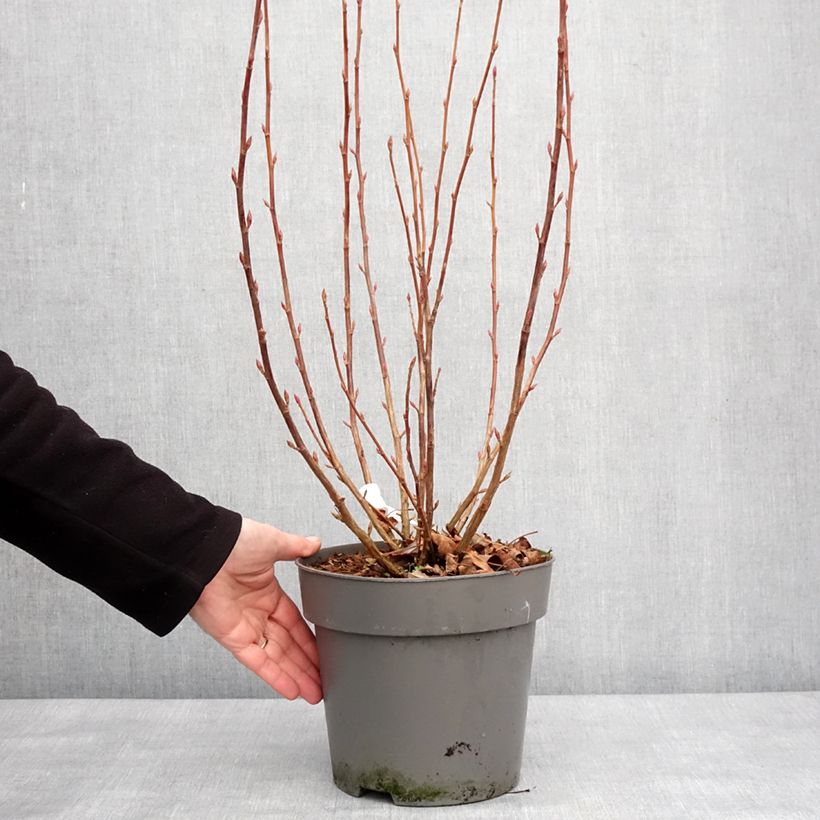 Amostra de Groselheira-sanguínea Amore - Ribes sanguineum Vaso de 4 L/5 L tal como entregue no inverno