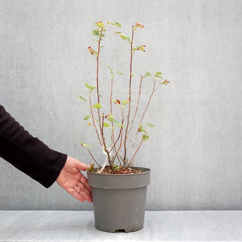 Amostra de Groselheira-sanguínea Amore - Ribes sanguineum Vaso de 4 L/5 L tal como entregue no outono