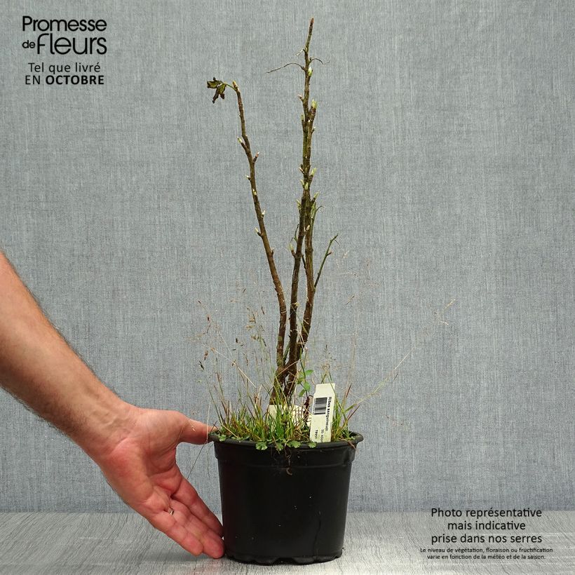 Amostra de Groselheira-sanguínea - Ribes sanguineum Vaso de 3 L/4 L tal como entregue no outono