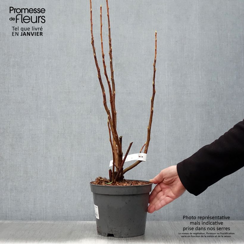 Amostra de Ribes sanguineum - Cassis-fleur Vaso de 3 L/4 L tal como entregue no inverno