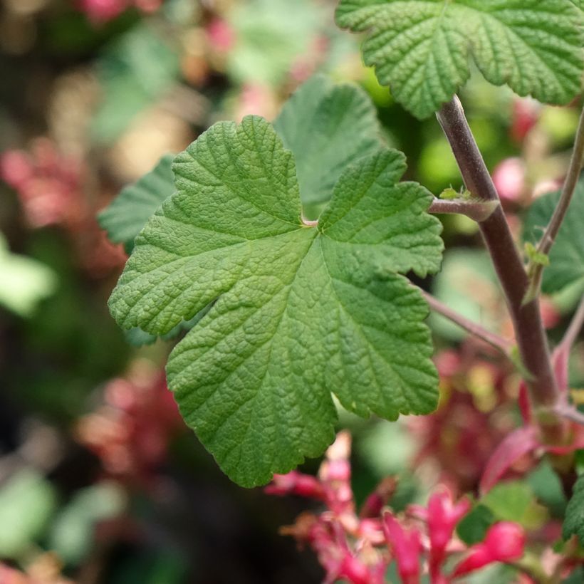 Groselheira-sanguínea Johannie PinkPomp - Ribes sanguineum (Folhagem)