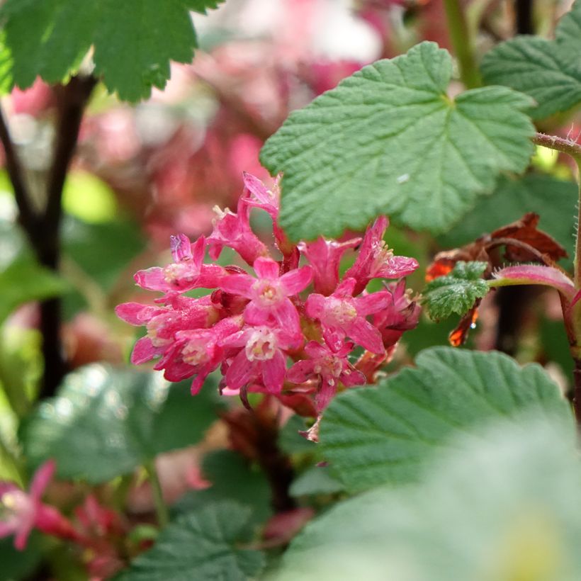 Groselheira-sanguínea Johannie PinkPomp - Ribes sanguineum (Floração)