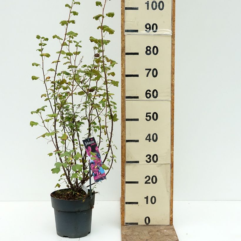 Amostra de Groselheira-sanguínea Johannie PinkPomp - Ribes sanguineum Vaso de 4 L/5 L tal como entregue no verão