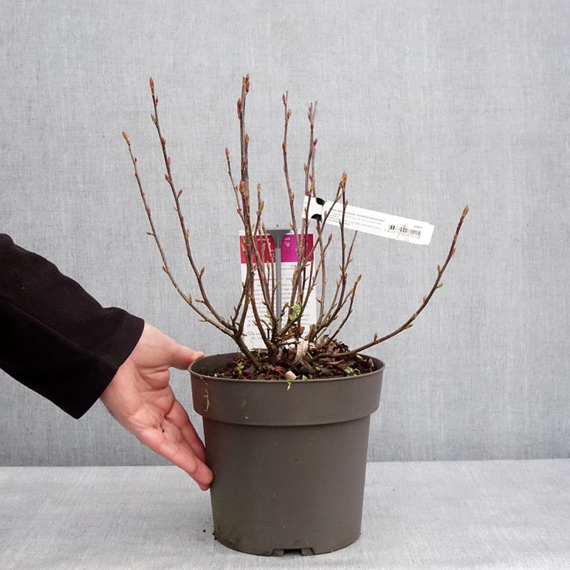 Amostra de Ribes sanguineum Johannie PinkPomp - Groseillier à fleurs Pot de 4L/5L tal como entregue no inverno